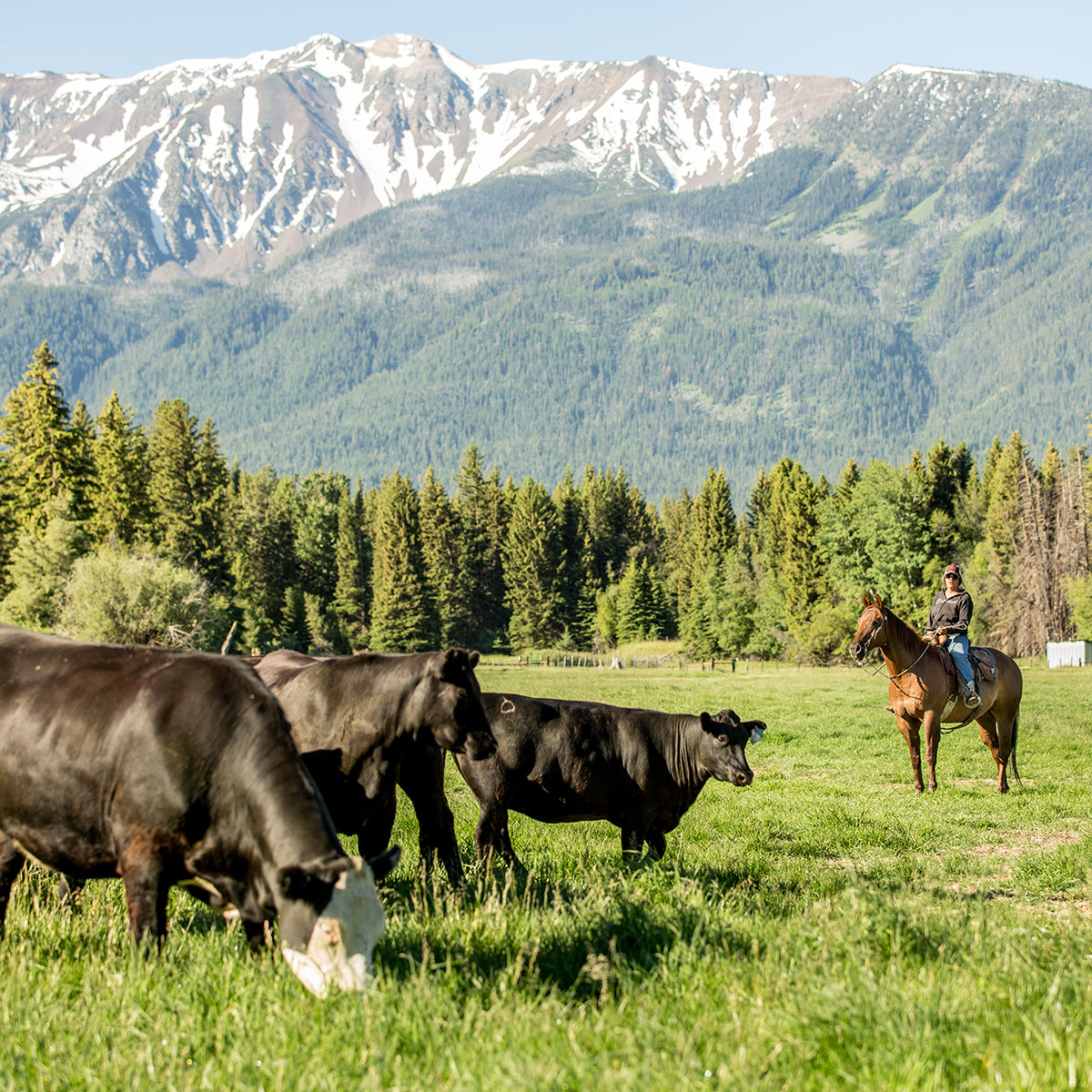 How We Raise Our Grass Fed Beef - Clover Meadows Beef